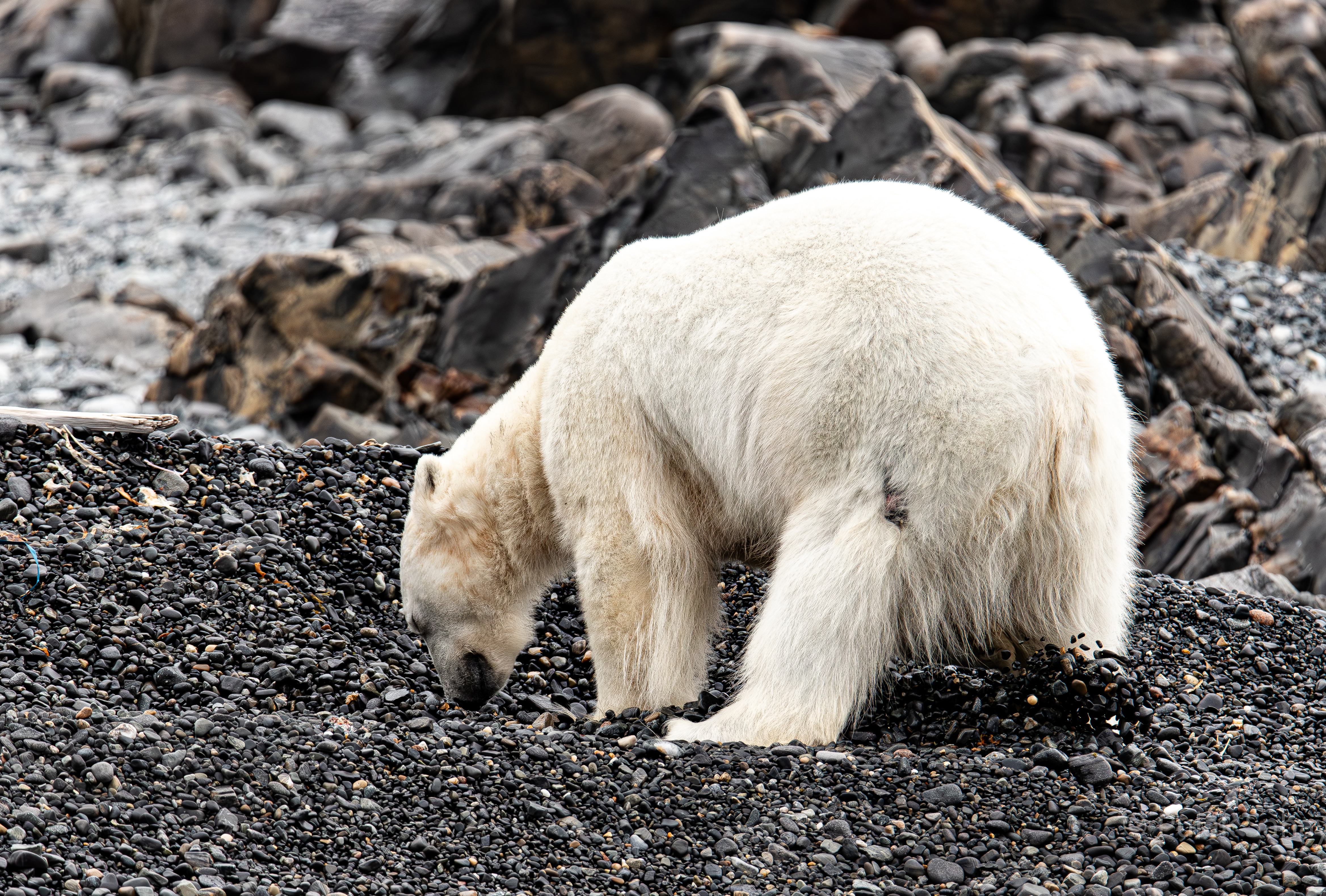 Polar bear digging to make a bed